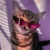 kittycloset05